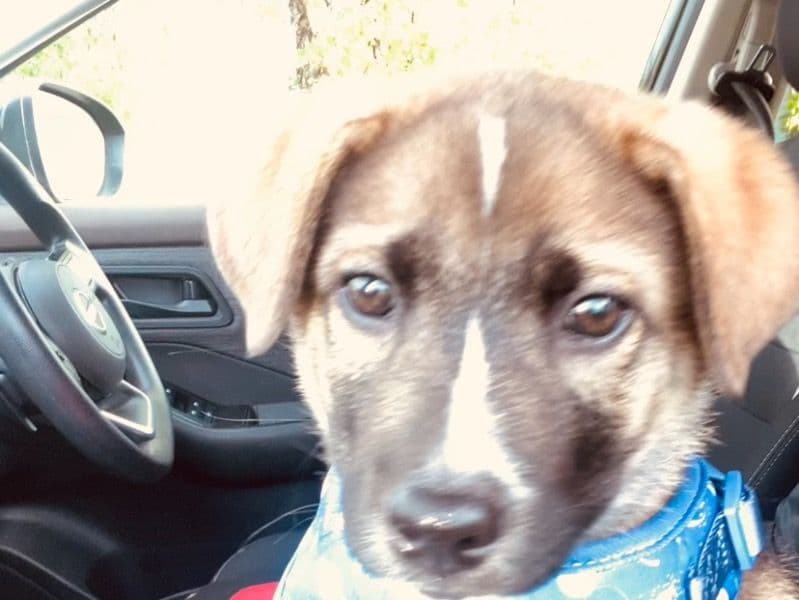 Shepsky 10 months old male medium named Bruno for sale in Dane County, Wisconsin | Petmeetly