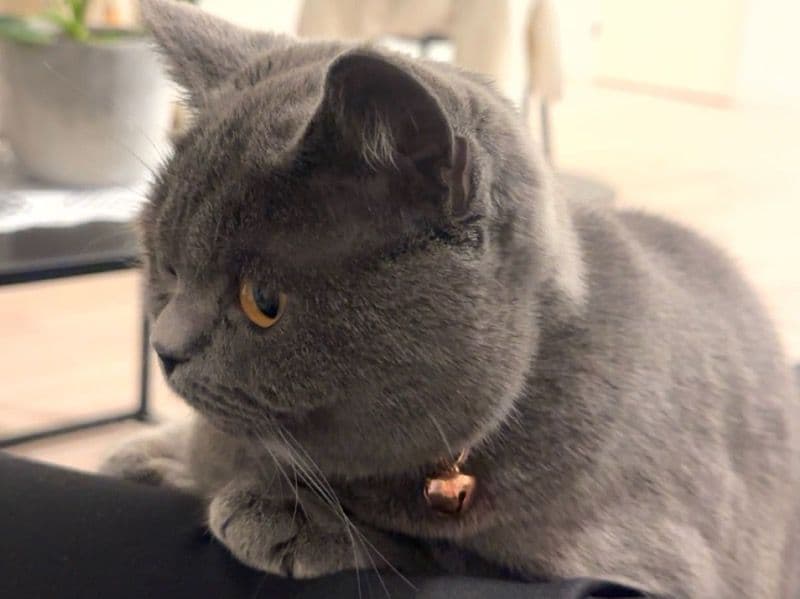Moosh primary photo
