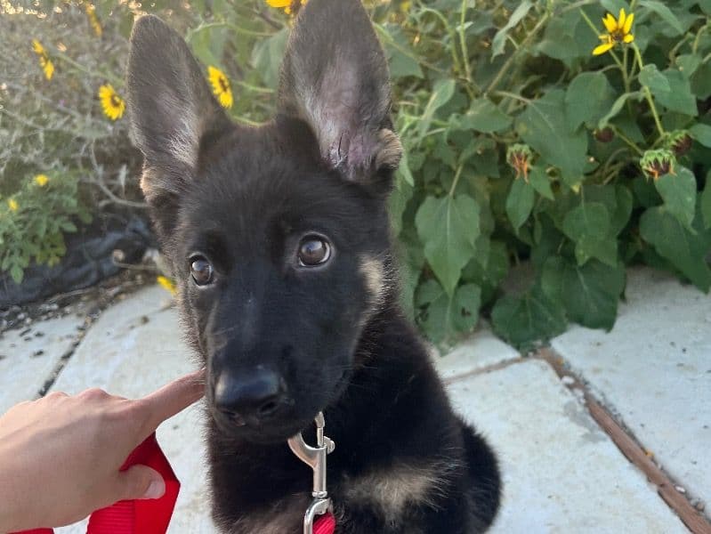 Black German Shepherd 8 months old female medium named Pepper for sale in Bexar County, Texas | Petmeetly