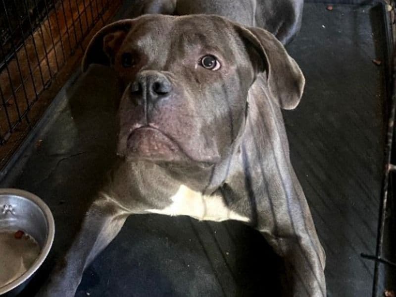 Great Dane 9 months old male large named Anubis for sale in Franklin County, Ohio | Petmeetly