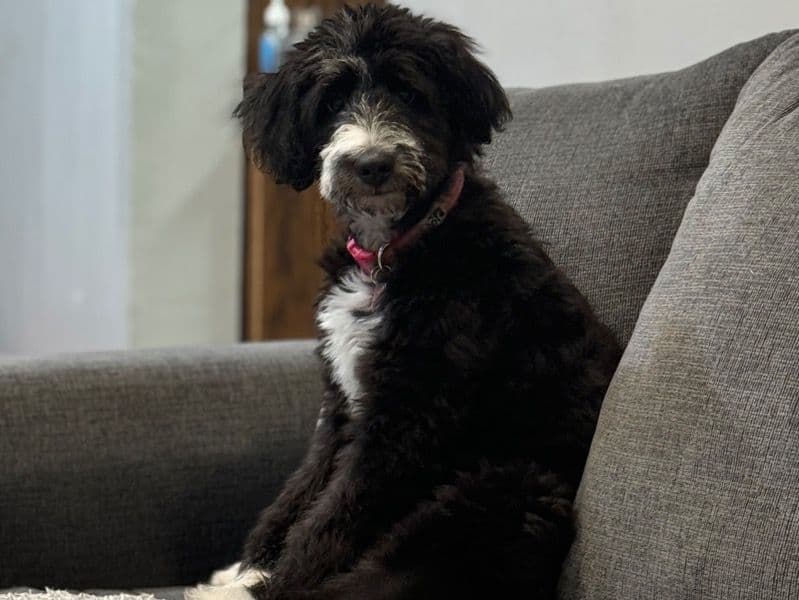 Oreo primary photo
