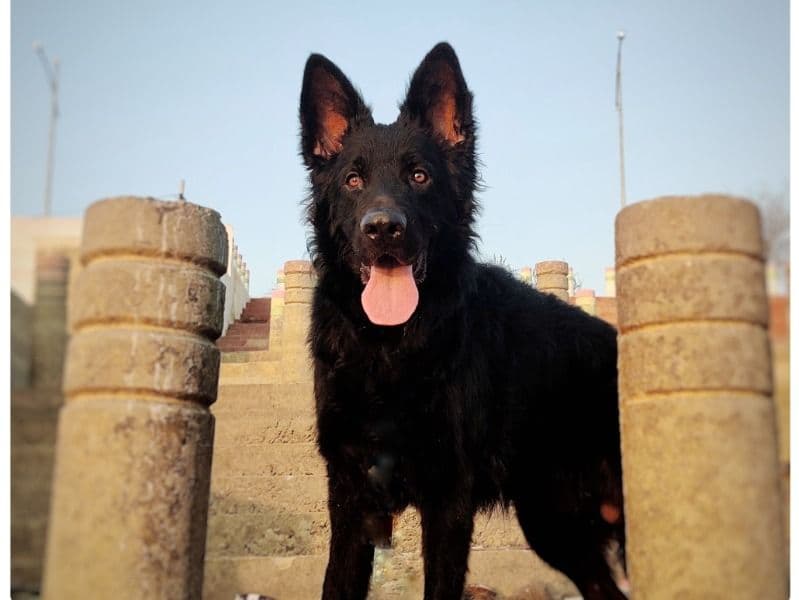 Black German Shepherd 2 years old male medium named Scooby for breeding | Petmeetly