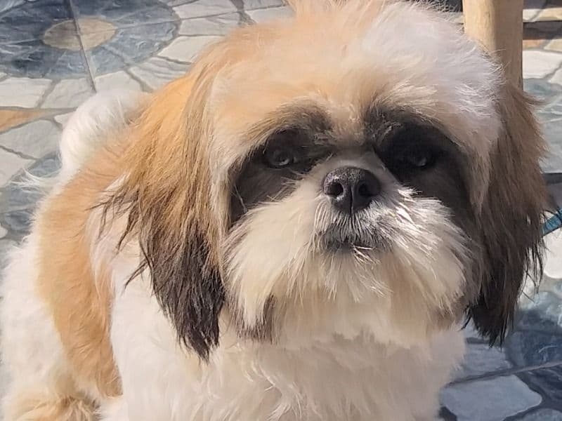 Coco primary photo