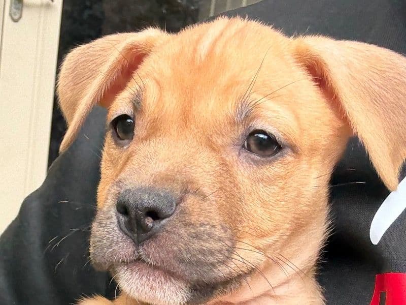 Australian Labrodoodle 3 months old female small named Goldie for adoption in DeKalb County, Georgia | Petmeetly