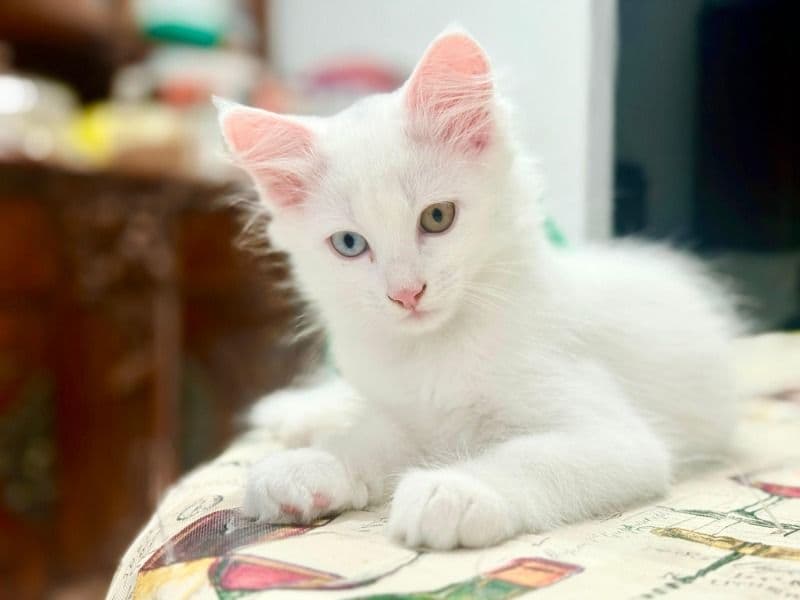 Turkish Angora 3 months old male named Odd Eyed Boy for sale in Corona, California | Petmeetly