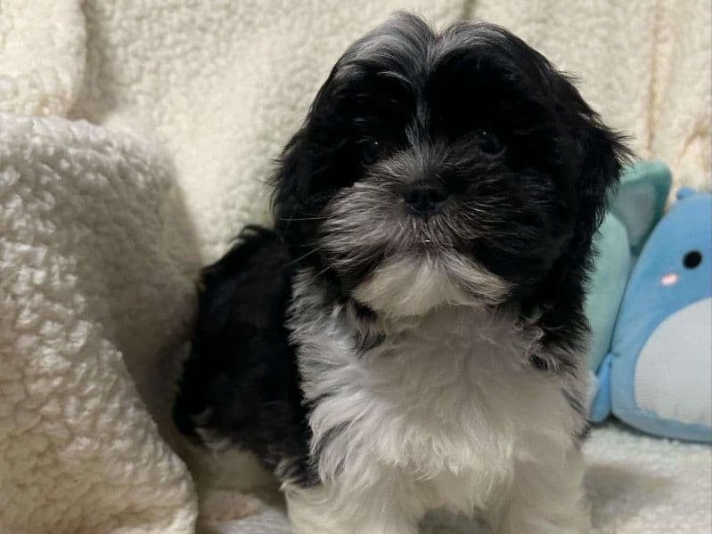 Koda primary photo