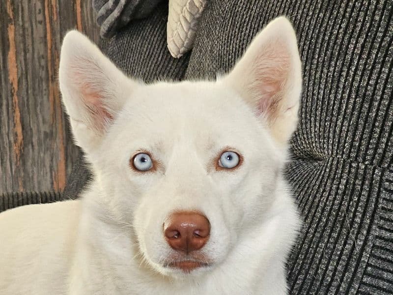 Luna primary photo