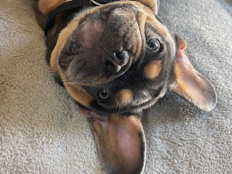Milo primary photo