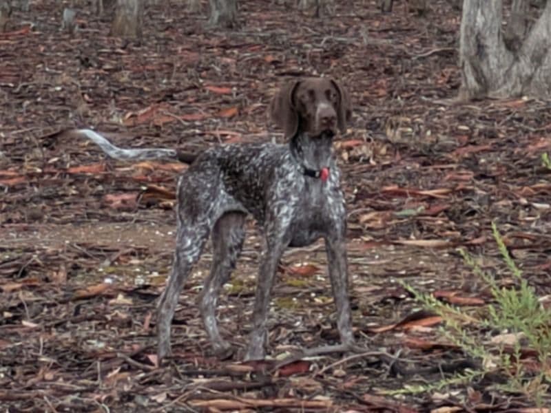 Perdita primary photo