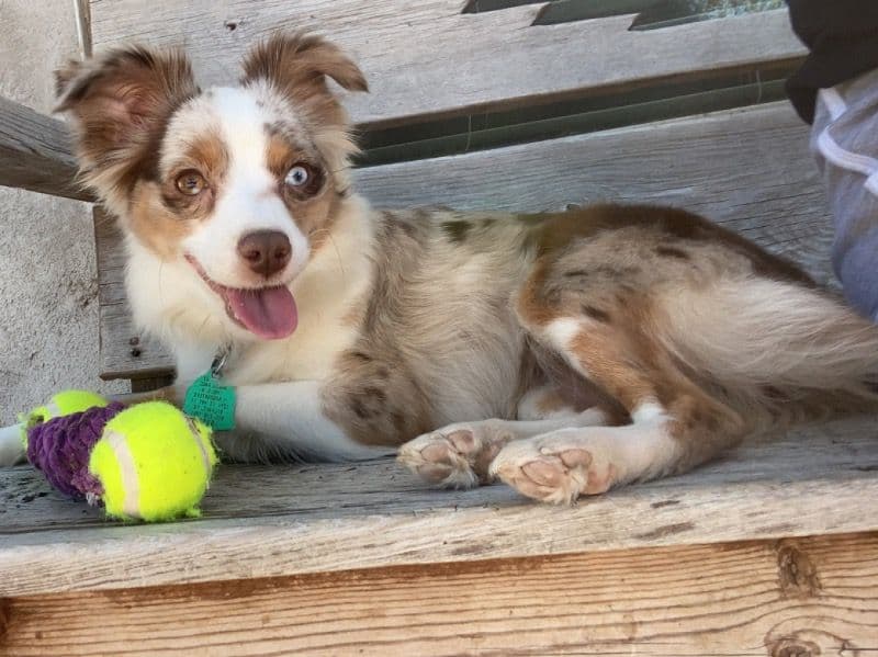 Bella primary photo
