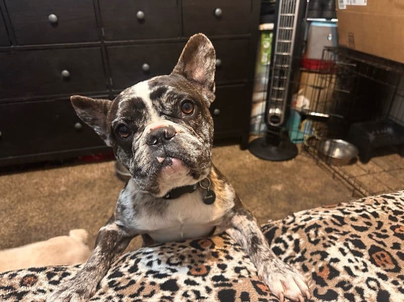 Stitch primary photo