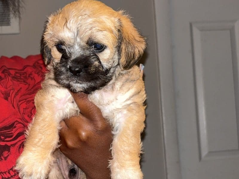 Puppy primary photo