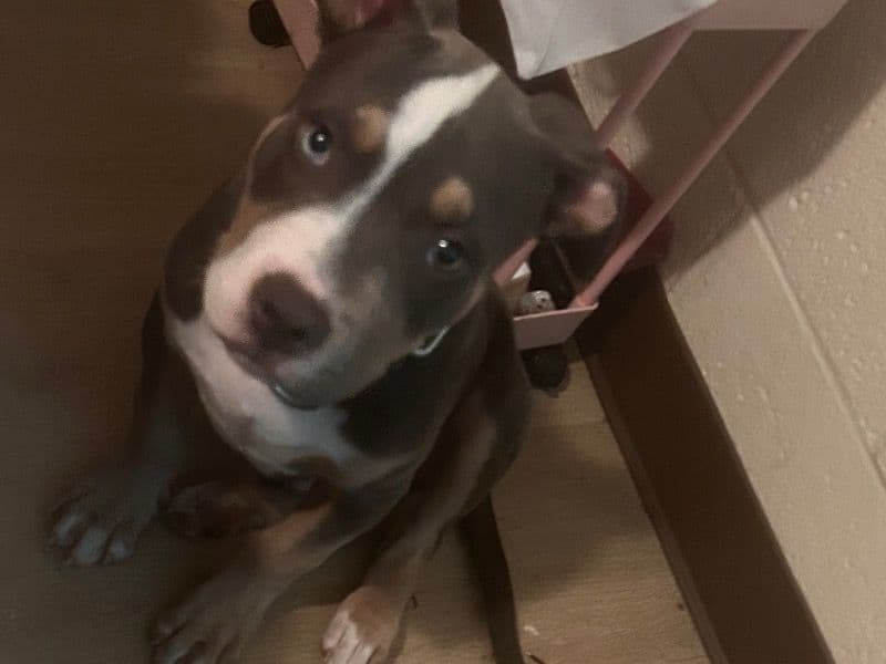 Spike primary photo