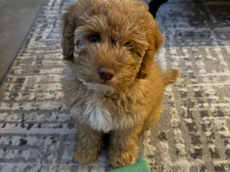 Cockapoo 5 months old female medium named Simba for sale in Thurrock, England | Petmeetly