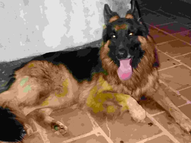 Truffle primary photo