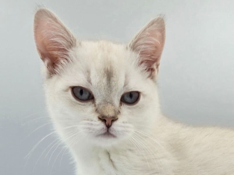 Munchkin 5 months old male named Clyde for sale in Cowlitz County, Washington | Petmeetly