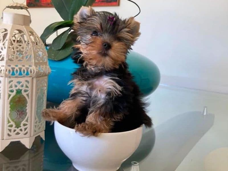 Yorkie Tea Cup primary photo