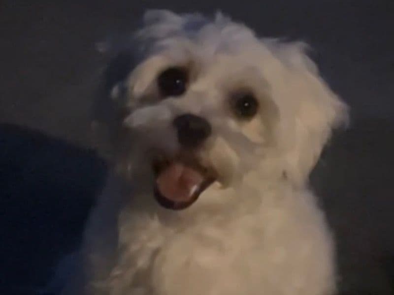 Momo primary photo