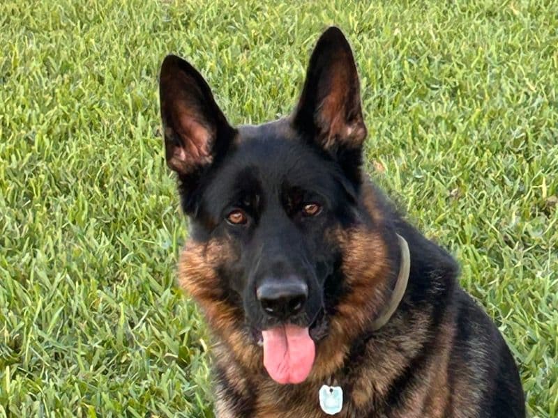 Max primary photo