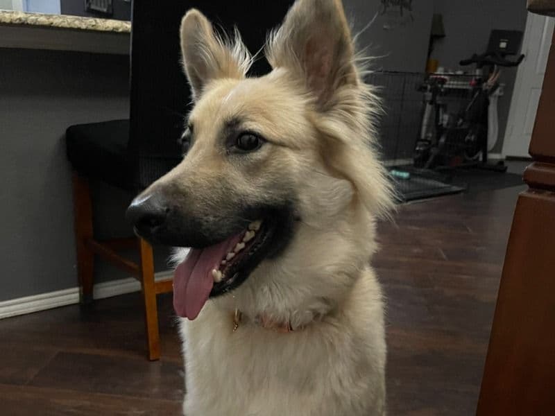 German Shepherd 4 years 2 months old female large named Bella for breeding in Denton County, Texas | Petmeetly