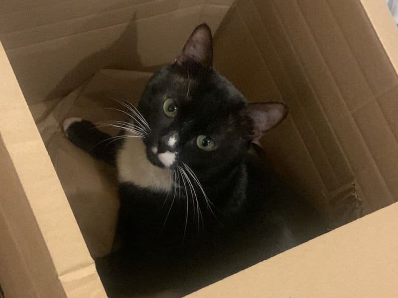 Felix primary photo