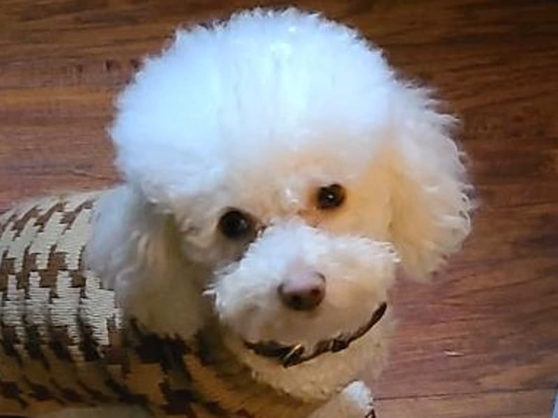 Sir Royalty Williams Iii primary photo
