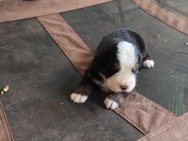 Bernese Mountain Dog 1 month old female large named Ginger for sale in Fulton County, Georgia | Petmeetly