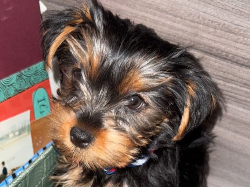 Yorkshire Terrier 1 year old male small named Benji for sale in Kent County, Delaware | Petmeetly
