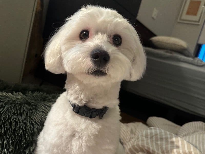 Tommy primary photo