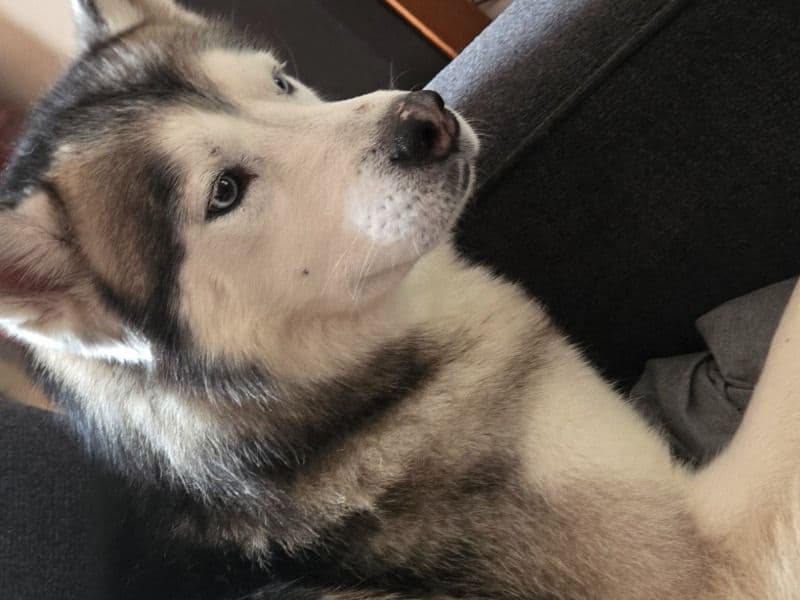 Kovu primary photo