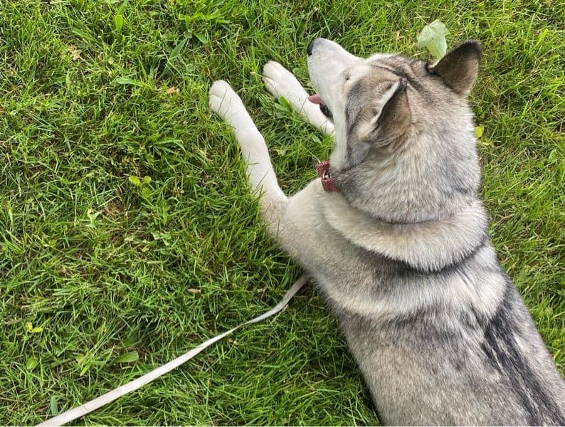 Luna primary photo