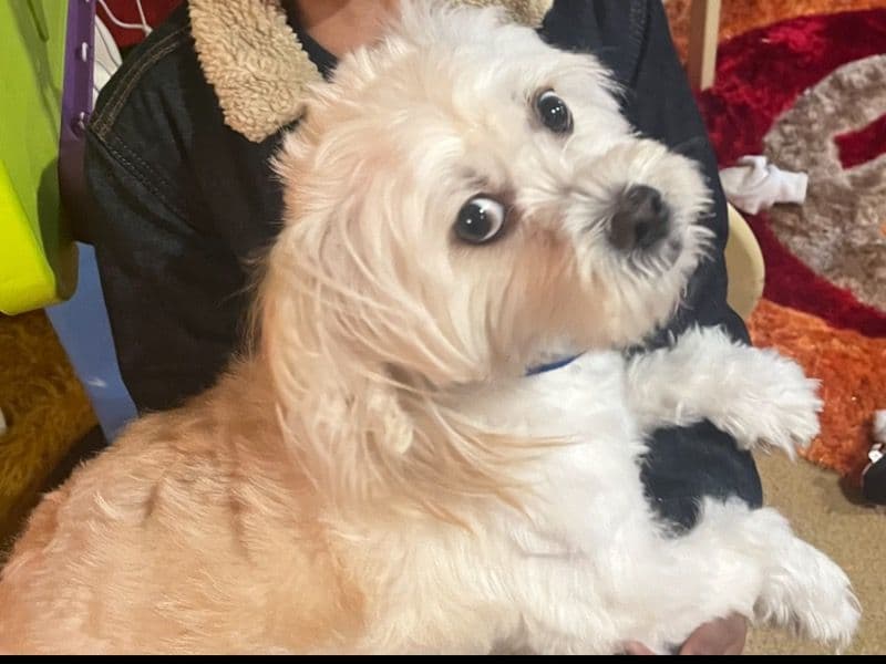 Coco primary photo
