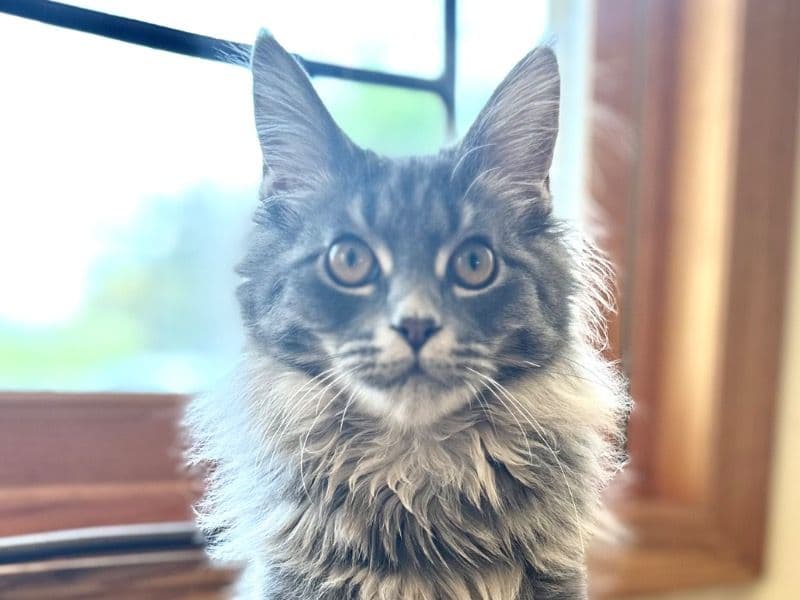 Cleo primary photo