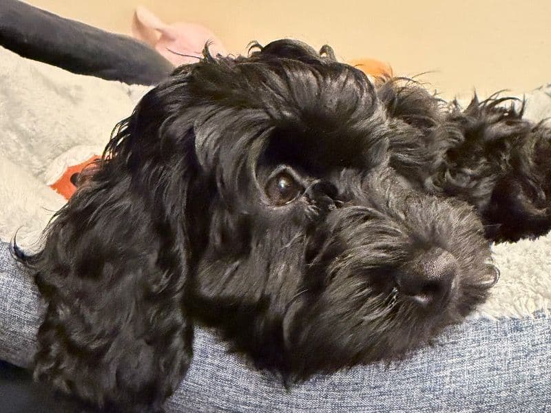 Cockapoo 4 months old female small named Oreo for sale in Maricopa County, Arizona | Petmeetly
