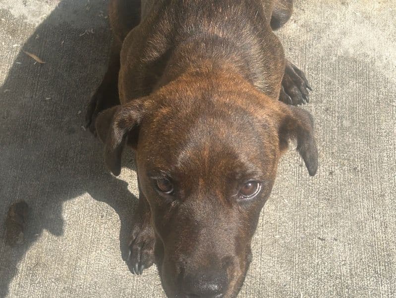 Rottweiler 10 months old male medium named N/a for sale in Los Angeles County, California | Petmeetly