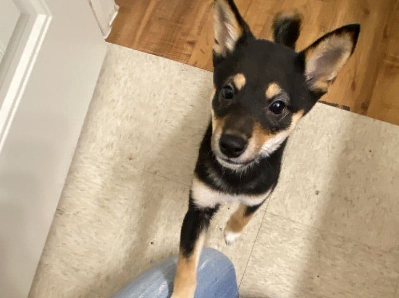 Shiba Inu 4 months old female small named Nyla for sale in Bexar County, Texas | Petmeetly