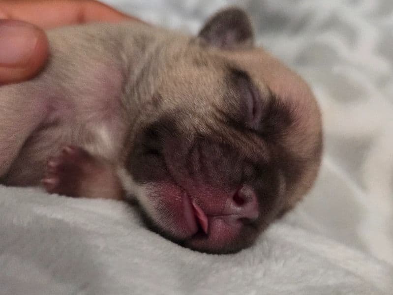 French Bulldog 4 months old female medium named Tony for sale in Monterey County, California | Petmeetly