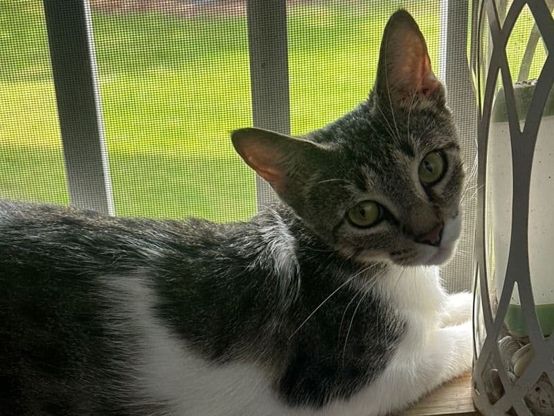 Tabby 1 year 7 months old female named Nola for adoption in Hillsborough County, Florida | Petmeetly