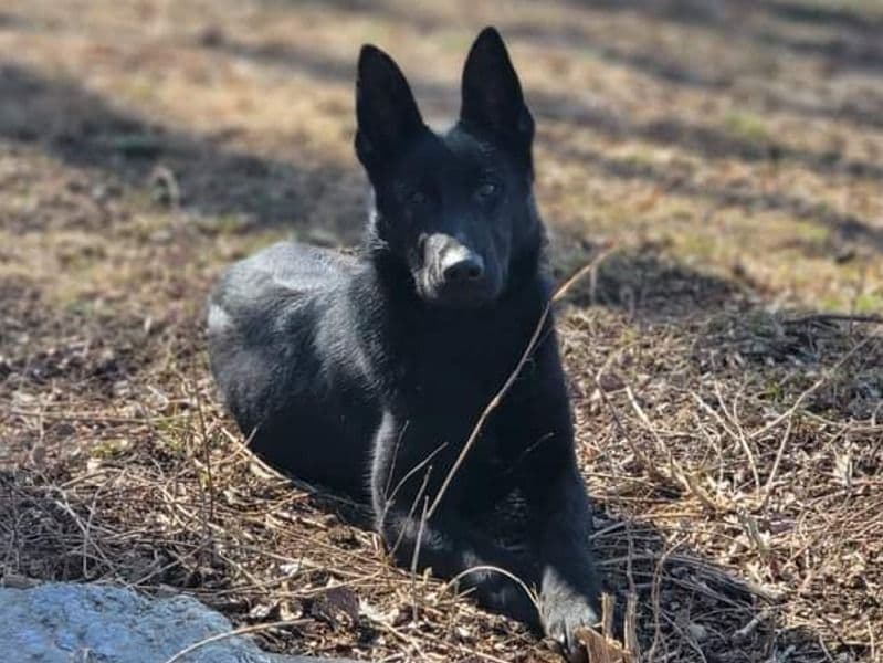 German Shepherd 2 years 3 months old female large named Kyla for breeding in Citrus County, Florida | Petmeetly