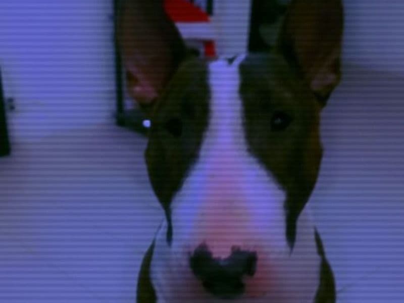 Diesel primary photo