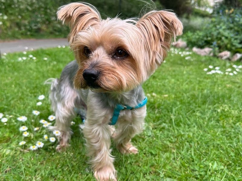 Yorkshire Terrier 11 years 9 months old male small named Lucky for breeding in North Somerset, England | Petmeetly