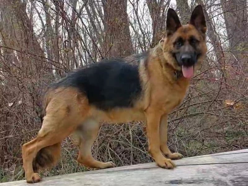 German Shepherd 6 years 3 months old female large named Miska for breeding in Yellowstone County, Montana | Petmeetly