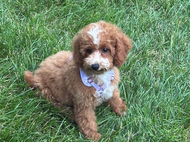 Dolce primary photo