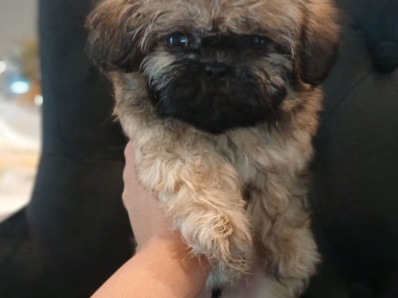 Shih Tzu 3 months old male small named Everest for sale in Harris County, Texas | Petmeetly