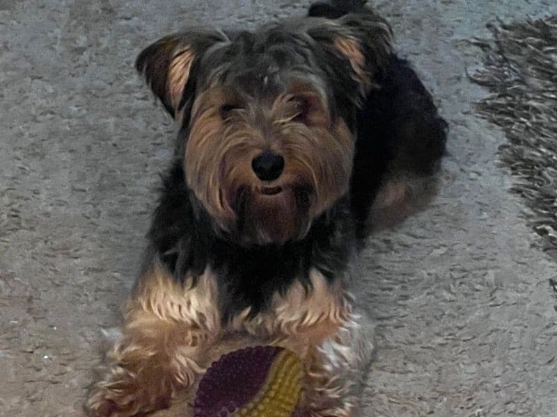 Mr. Bojangles primary photo