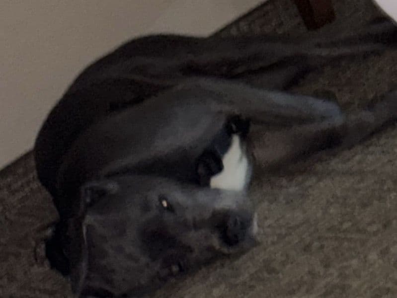 Cane Corso 9 months old male medium named Pongo for sale in Chesterfield County, Virginia | Petmeetly