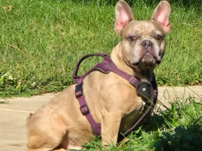 French Bulldog 2 years 4 months old male medium named Lil Benny for sale in Prince George's County, Maryland | Petmeetly