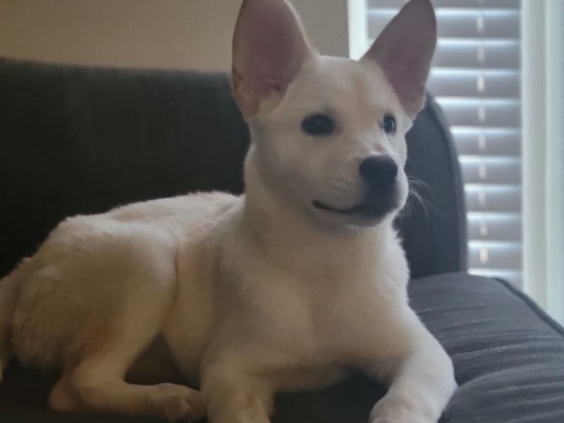 White German Shepherd 1 year 4 months old female large named Layla for sale in Dallas County, Texas | Petmeetly
