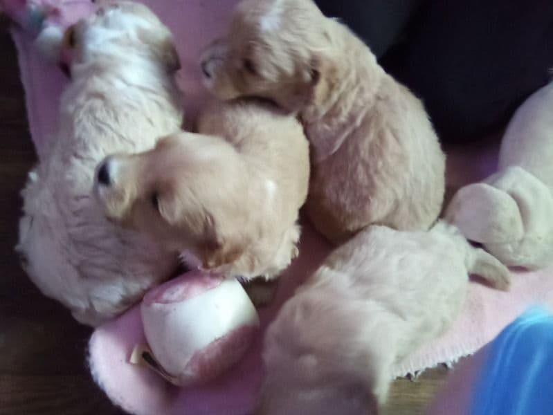 Puppies primary photo