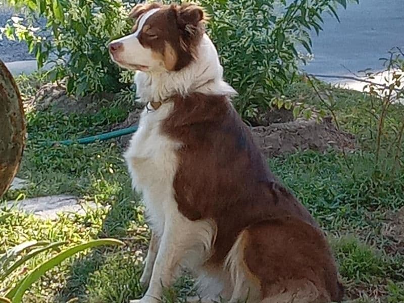 Luci primary photo
